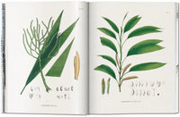 Images of various paintings of plants.