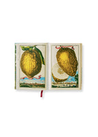 Book page showing lemons drawings