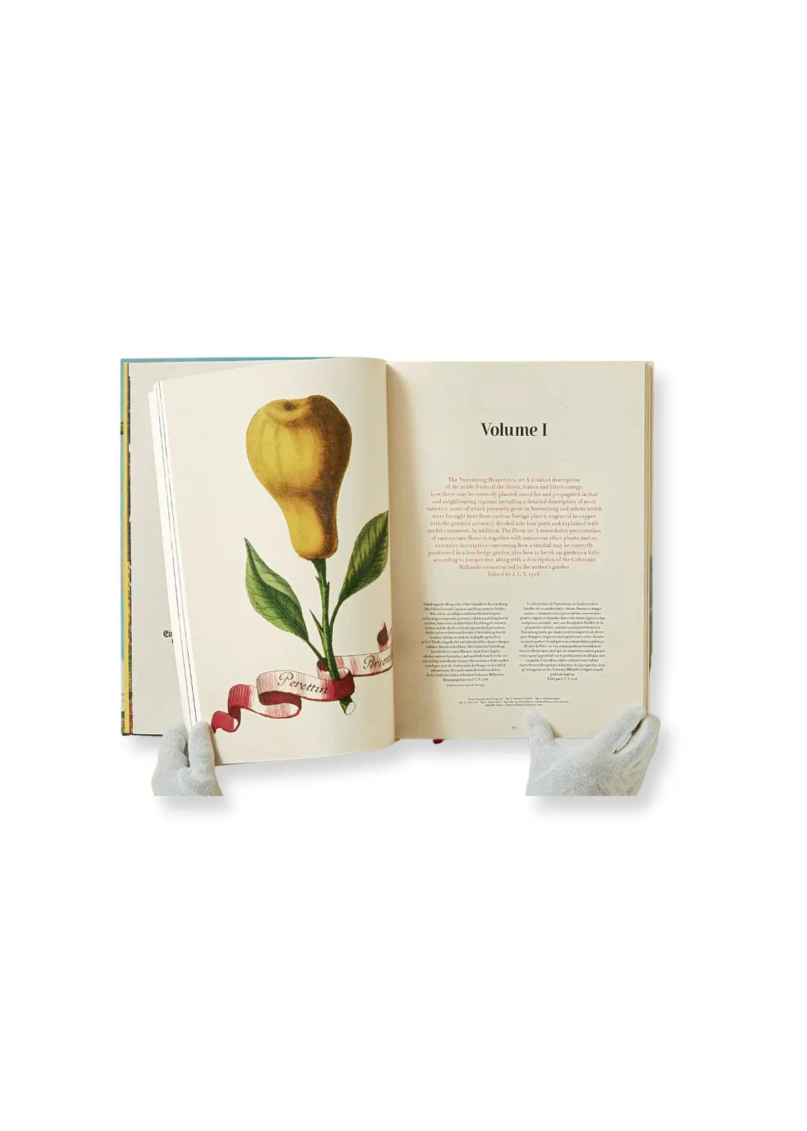 j. c. volkamer. the book of citrus fruits HOME Adam Lippes