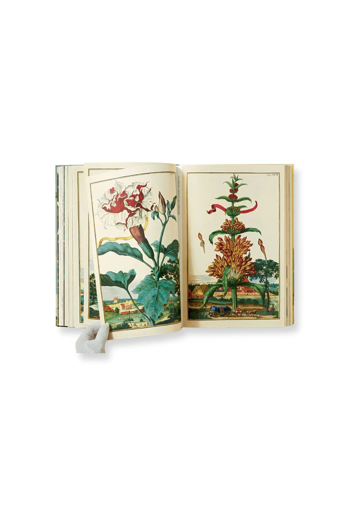 j. c. volkamer. the book of citrus fruits HOME Adam Lippes