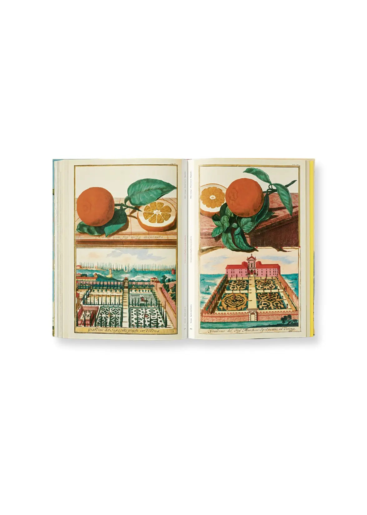 j. c. volkamer. the book of citrus fruits HOME Adam Lippes