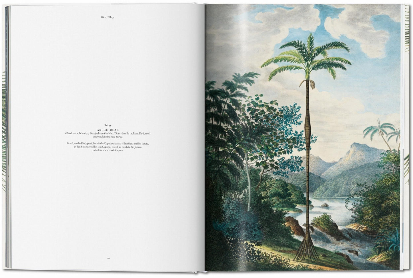 Internal image of text and a paintings of a palm tree.