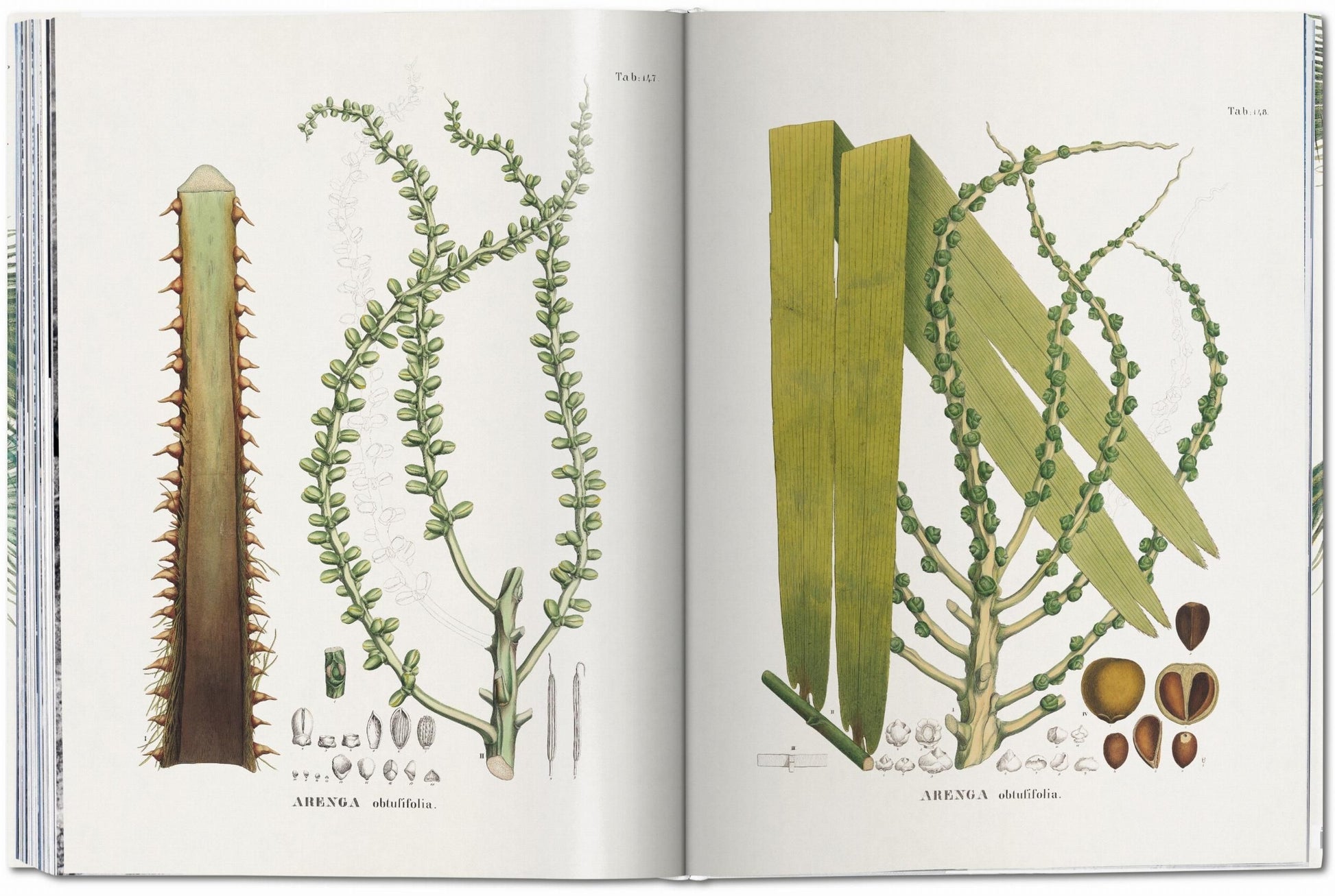 Images of various paintings of plants.