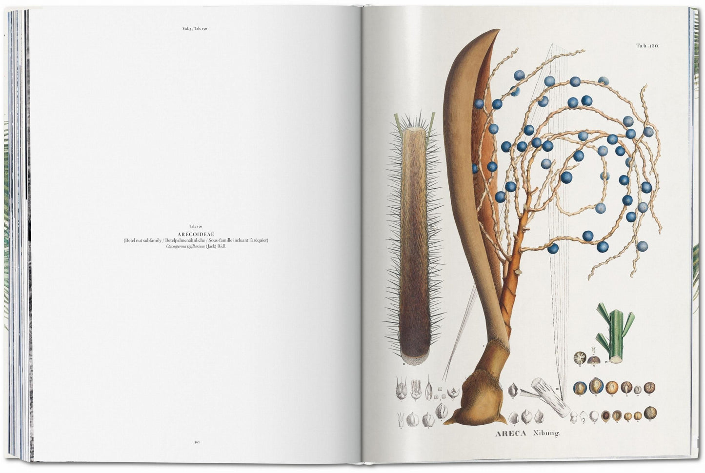 Images of various paintings of plants.